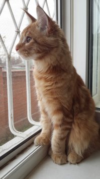 Наш любимчик Джонни, котоконь, котокорова, которысь, котослон )))