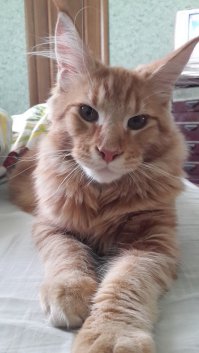 Наш любимчик Джонни, котоконь, котокорова, которысь, котослон )))