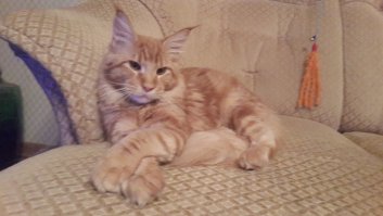 Наш любимчик Джонни, котоконь, котокорова, которысь, котослон )))