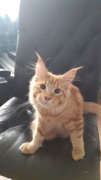 Наш любимчик Джонни, котоконь, котокорова, которысь, котослон )))