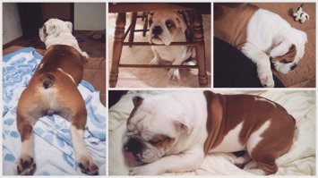 Домашние любимцы ФИШКЯН