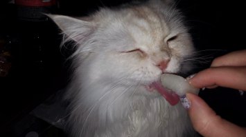 А вот мой котейка Дыньку ест))