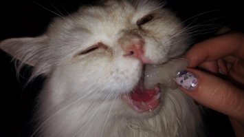 А вот мой котейка Дыньку ест))