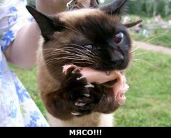 55 фотографий лакомящихся животных, которые поднимут вам настроение 