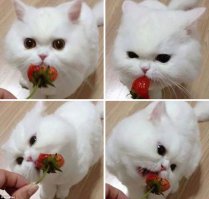 55 фотографий лакомящихся животных, которые поднимут вам настроение 