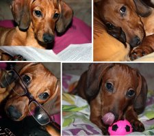 Наш "зверюга" Купер