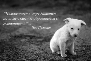 Собака