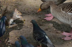 Ты  с кого района,такой борзый?