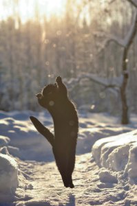 Кошки и снег