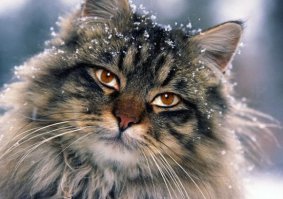 Кошки и снег