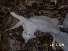 49 котов в нелепых и смешных позах