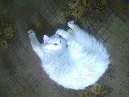 49 котов в нелепых и смешных позах