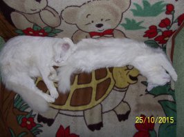 49 котов в нелепых и смешных позах