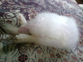 49 котов в нелепых и смешных позах