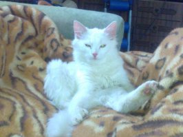 49 котов в нелепых и смешных позах