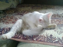 49 котов в нелепых и смешных позах