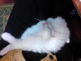 49 котов в нелепых и смешных позах