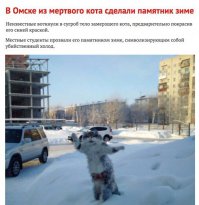 Кошки и снег