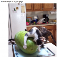 Я тоже впервые вижу такой арбуз..