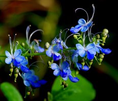 Клеродендрон угандийский. Его цветы похожи на мотыльков.