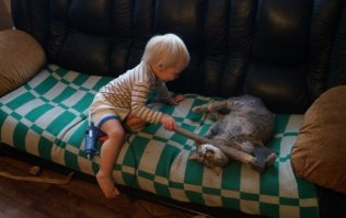 у меня бы этот щенок вылетел в окно с каждым, кто посмел бы встать на его защиту! ублюдок над котом издевается, а все стоят умиляются