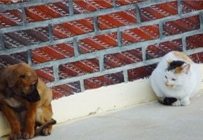 Взаимопомощь в животном мире