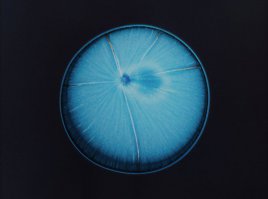 Бегемоты Пабло Эскабара