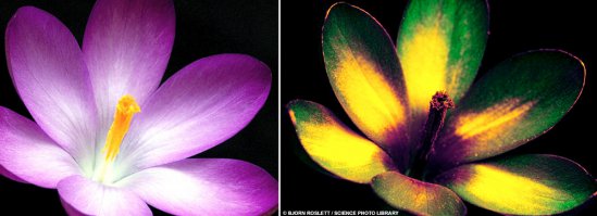 фото в ультрафилетовом спектре