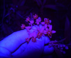 фото в ультрафилетовом спектре