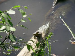 Река Сходня, лето 2013 года. Годом ранее в том же месте видел парочку с панцирями примерно 35 см в диаметре...