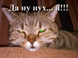 Бум — котёнок, родившийся с постоянно обеспокоенным выражением мордочки