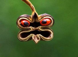 ... вот откуда японцы черпают вдохновение