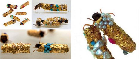 Личинки обычных ручейников способны сооружать весьма красивые коконы, если их в нужное время снабжать нужными разноцветными материалами.