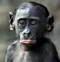 Куда пялются ?