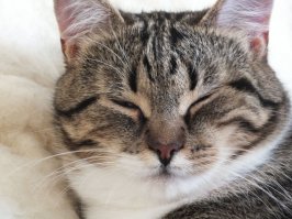 Бум — котёнок, родившийся с постоянно обеспокоенным выражением мордочки