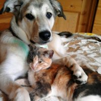 У нас тоже три собаки и кошка все найденыши. Двоим зашивали шеи. Первый пес - прибежал на дачу с вросшей веревкой в шею (фото выкладывать не буду, читаю комменты - впечатлительных людей много), вторую "малышку" нашли в лесу под Новый год, кто-то оставил, привязав к дереву леской!!! Тоже шею порезала, пока пыталась вырваться. В итоге выхаживали всей семьей, мамой для неё была наша гавкающая кошка. "Малышка" выросла смесью алабая с догом.