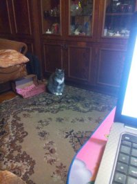 Это чудо зовут GreDDy, её отобрал у гастарбайтеров сосед-неадекват(ну как неадекват, он попросту собачник), а спустя пол года это кошачье чудо с..балось от этого соседа и пришла сама ко мне, живёт со мною уже 8 лет и только радует своим существованием, жаль что стареет. А так да, всем добра, если есть возможность взять домой кошака-собакена, то не проходите мимо дворняг, которым плохо - поможешь им, они тебе не меньшим добром ответят)