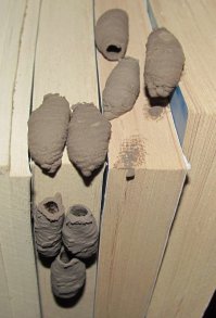 Вот еще пример архитектуры насекомых...