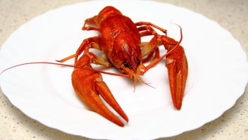 аВТОР Я СТОЯЛ ЗА тем мальчиком и купил того рака и сварил его с съел его так что он жив не остался