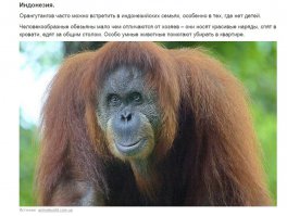 Каких зверушек держат дома в разных странах мира