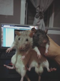 а это моя прелесть))и крысы...путин и обама)