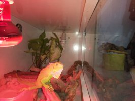 а это моя прелесть))и крысы...путин и обама)