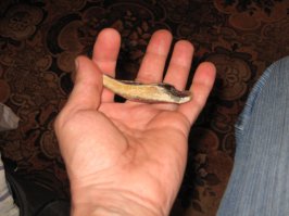  Зуб мегалодона