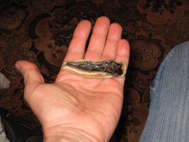  Зуб мегалодона