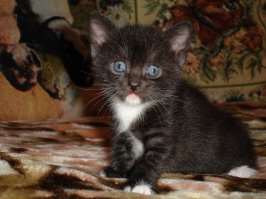 Котик "Печалька" влюбил в себя, а вот один из моих