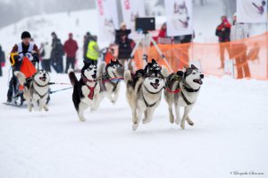 вот хаски, на чемпионате Санкт-Петербурга