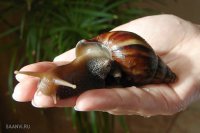 А про улиток забыли? Многим нравится!
Типа таких: