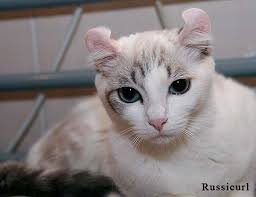 Хороший по наполнению пост!
Добавьте керлов. Ушки завитушки и часто встречающееся глаза разного цвета-отличие породы, равно как хороший характер и уживчивость