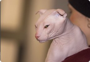 Кот-нацист)))