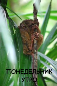 Понедельник у некоторых не начинается вовсе